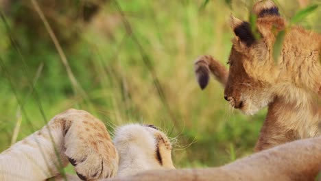 Close-up-shot-of-big-5-lion-cubs-play-fighting-being-cute-and-cheeky,-African-Wildlife-in-Maasai-Mara-National-Reserve,-Kenya,-young-cute-Africa-Safari-Animals-having-fun