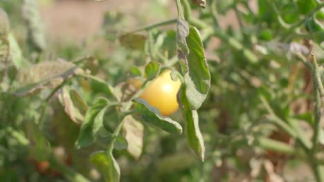 Nahaufnahme-Von-Tomatenpflanzen,-Die-Zur-Ernte-Von-Biologisch-Angebauten-Tomatenpflanzen-Gegossen-Werden