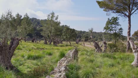 Vuelo-Lento-Sobre-Un-Muro-De-Piedra-Rodeado-De-árboles-En-La-Isla-De-Mallorca,-Antena