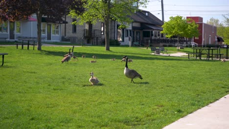 Geese-and-goslings-walking-on-the-grass-medium-wide-shot