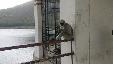 A-monkey-is-sitting-on-a-bridge-and-eating-vegetables-and-fruit-and-these-vegetables-fall-from-his-hand-into-the-water-below