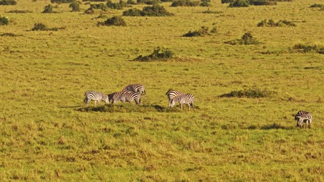 Slow-Motion-Shot-of-Aerial-shot-of-herd-of-Zebras-on-wide-empty-savanna-savannah,-African-Wildlife-in-Maasai-Mara-National-Reserve-from-hot-air-ballon-ride,-Kenya,-Africa-Safari-Animals-in-Masai-Mara