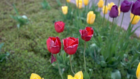 Rote-Und-Gelbe-Tulpen,-Tulpenzeit,-Michigan,-Holland,-Niederländische-Kultur,-Blumen,-Blumen,-4k