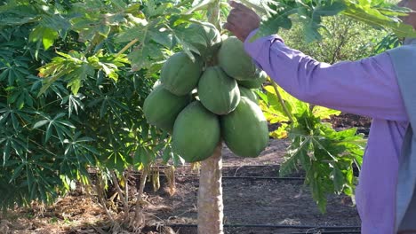 An-organic-papaya-tree-with-a-large-number-of-papayas-growing-and-ready-to-harvest-is-an-organic-papaya-tree