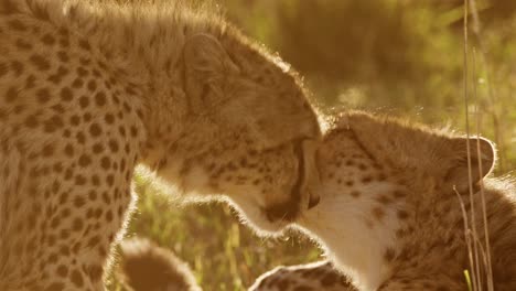 Madre-Y-Cachorro-De-Guepardo,-Cachorro-Con-Mamá-Lamiendo,-Limpiando,-Arreglando-Y-Cuidando-A-Un-Joven-En-áfrica,-Animales-Africanos-De-Safari-De-Vida-Silvestre-En-Masai-Mara,-Kenia-En-Maasai-Mara