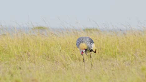 Grauer-Kronenkranich-Frisst-Und-Weidet-über-Den-Leeren,-Windigen-Ebenen-Des-Masai-Mara-Nationalreservats,-Kenia,-Afrika.-Safarivögel-Im-Nordschutzgebiet-Der-Masai-Mara