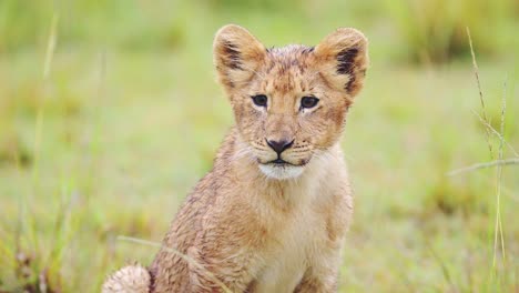 Slow-Motion-of-Cute-Baby-Lion-Cub-Close-Up-Portrait,-Small-Adorable-Little-Baby-Animals,-Lions-in-Africa-on-African-Wildlife-Safari-in-Kenya,-Animal-face-Looking-Around-at-Camera-in-Maasai-Mara