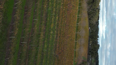 Aerial-forward-over-rows-of-vineyards,-Margaret-River,-Australia