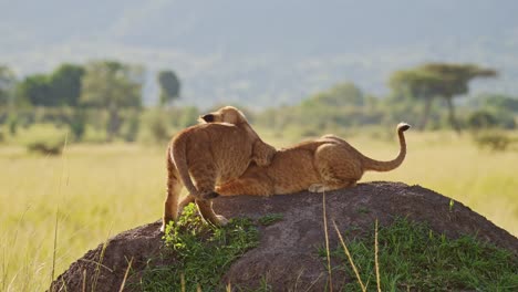 Lindos-Cachorros-De-León-Jugando-En-áfrica,-Dos-Jóvenes-Animales-Divertidos-Y-Adorables,-Leones-En-Maasai-Mara,-Kenia,-Juegan-A-Pelear-Y-Escalar-Montículos-De-Termitas-En-Un-Safari-Africano-De-Vida-Silvestre-En-Masai-Mara