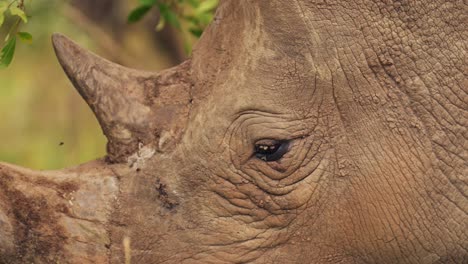 Rhino-closeup-detail-of-horn-and-eye-while-grazing-tall-grasslands-in-Masai-Mara-North-Conservancy,-African-Wildlife-in-Maasai-Mara-National-Reserve,-Kenya