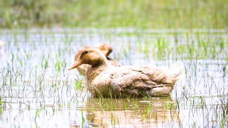 Avian-refreshment:-rouen-clair-ducks-cleansing-their-plumage-in-Bangladesh's-rice-fields