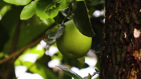 The-king-of-citrus:-pomelo-harvest-in-Bangladesh