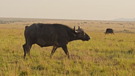 Cámara-Lenta-De-Búfalos-Africanos-Caminando,-Animales-Africanos-En-Un-Safari-De-Vida-Silvestre-En-Masai-Mara-En-Kenia-En-Maasai-Mara-En-La-Hermosa-Luz-Del-Sol-De-La-Hora-Dorada,-Gimbal-De-Seguimiento-De-Steadicam-Siguiendo-El-Tiro