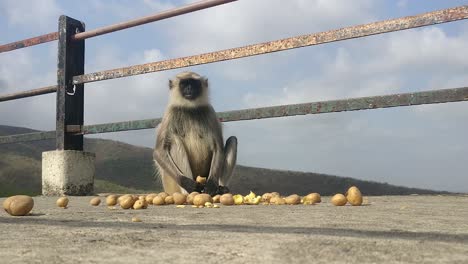 Front-view-of-a-baby-monkey-selecting-and-enjoying-the-best-quality-of-potatoes-from-a-large-pile-of-potatoes-kept-nearby