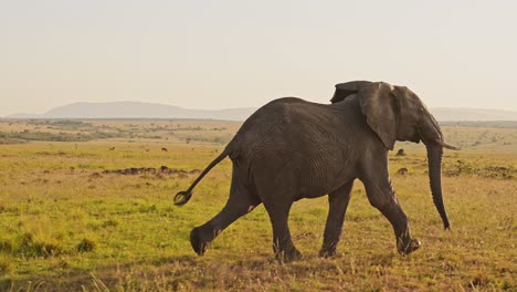 Slow-Motion-of-African-Elephants,-Africa-Wildlife-Animals-in-Masai-Mara-National-Reserve,-Kenya,-Steadicam-Gimbal-Tracking-Shot-Following-Elephant-Running-Away-in-the-Savanna-in-Maasai-Mara