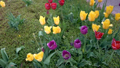 Tulpen-Tulpe-Zeit-Michigan-Holland-Niederländische-Kultur-Blume-Blumen-4k