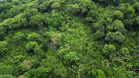 Luftumlaufbahn-Eines-Berghangs,-Tropischer-Dschungel-Mit-Akazien,-Palmen-Und-Abaca-Bäumen-In-Catanduanes,-Philippinen