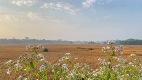 Nature's-Paintbrush:--Wild-Flowers-with-farmland-in-Bangladesh