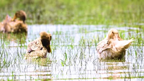 Plumage-Pampering:-Rouen-Clair-Ducks-Grooming-in-the-Rice-Fields-of-Bangladesh
