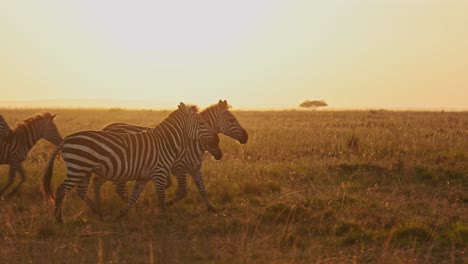 Slow-Motion-of-Zebra-Herd-Running-at-Sunset,-Africa-Animals-on-African-Wildlife-Safari-in-Masai-Mara-in-Kenya-at-Maasai-Mara-in-Beautiful-Golden-Sunrise-Sun-Light,-Steadicam-Gimbal-Panning-Shot