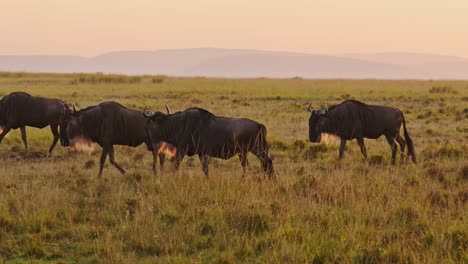 Gnusherde-Auf-Großer-Wanderung-In-Afrika,-Wandern-In-Der-Savanne-Zwischen-Der-Masai-Mara-In-Kenia-Und-Der-Serengeti-In-Tansania,-Afrikanische-Wildtiere-Bei-Sonnenaufgang-In-Der-Masai-Mara