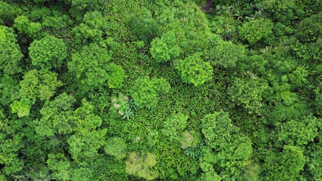 Top-down-aerial-flyover-of-dense,-vibrant-Philippine-tropical-forest-in-Baras,-Catanduanes