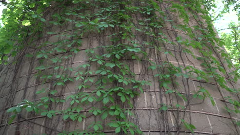 hanging-vines-on-barn-silo-stock-video-footage