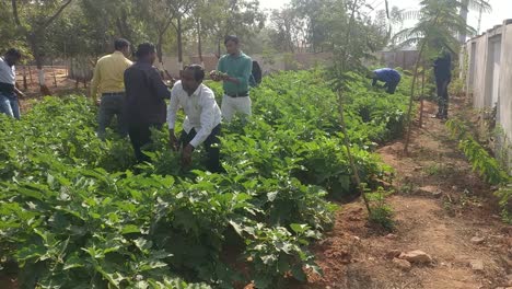 In-the-school-campus-of-a-primary-school-many-vegetables-are-planted-and-all-the-teachers-are-harvesting-them-in-which-many-brothers-and-sisters-are-harvesting-brinjal-vegetables