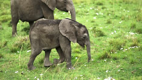 Small-baby-Elephant-learning-to-walk-in-green-grass-grasslands-landscape,-African-Wildlife-in-Maasai-Mara-National-Reserve,-Kenya,-Africa-Safari-Animals-in-Masai-Mara-North-Conservancy