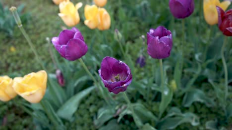 Tulipanes-Morados-Tiempo-De-Tulipanes-Michigan-Holanda-Cultura-Holandesa-Flor-Flores-4k