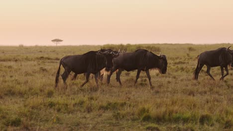 Cámara-Lenta-De-La-Manada-De-ñus-En-Gran-Migración-En-África-Entre-Masai-Mara-En-Kenia-Y-Serengeti-En-Tanzania,-Animales-Salvajes-Africanos-Caminando-En-La-Puesta-De-Sol-Naranja-Hora-Dorada-Luz-Del-Atardecer