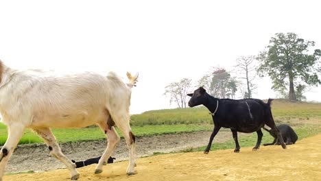 Pregnant-black-bengal-goats-walking-in-rural-dirt-road-beside-paddy-field