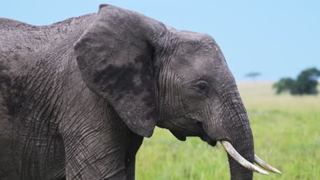 Toma-En-Cámara-Lenta-De-Elefante,-Vida-Silvestre-Africana-En-La-Reserva-Nacional-De-Masai-Mara,-Kenia,-Animales-De-Safari-De-áfrica-En-La-Conservación-Del-Norte-De-Masai-Mara
