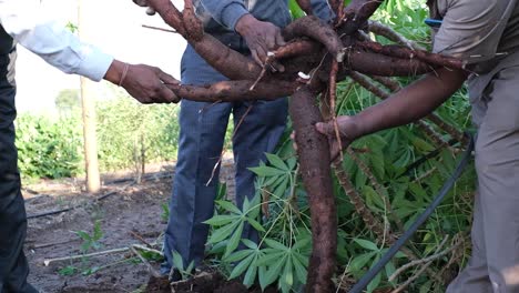 Nahaufnahme-Von-Bauern,-Die-Eine-Maniokpflanze-Aufheben-Und-Ihre-Wurzeln-überprüfen