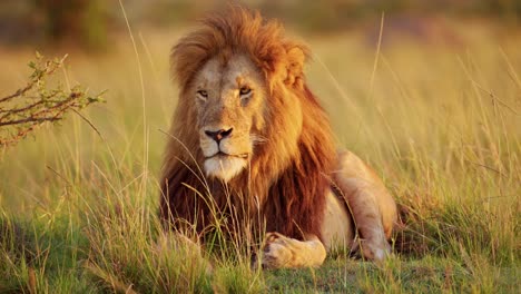 Slow-Motion-of-Male-lion,-Africa-Wildlife-Animal-in-Maasai-Mara-National-Reserve-in-Kenya-on-African-Safari,-Close-Up-Portrait-in-Masai-Mara,-Beautiful-Portrait-with-Big-Mane-in-Morning-Sunlight