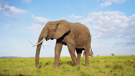 Slow-Motion-Shot-of-Elephant-playfully-swinging-trunk-towards-camera,-wide-angle-shot-of-African-Wildlife-in-Maasai-Mara-National-Reserve,-Kenya,-Africa-Safari-Animals-in-Masai-Mara-North-Conservancy