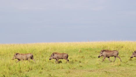 Slow-Motion-Shot-of-Group-of-warthogs-running-through-grassy-plains-together,-African-Wildlife-in-Maasai-Mara-National-Reserve,-Kenya,-Africa-Safari-Animals-in-Masai-Mara-North-Conservancy