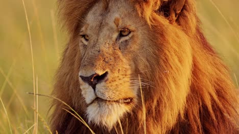 Male-lion,-Africa-Wildlife-Animal-in-Maasai-Mara-National-Reserve-in-Kenya-on-African-Safari,-Close-Up-Portrait-in-Masai-Mara,-Beautiful-Portrait-with-Big-Mane-in-Morning-Sun-Light-Sunrise-Sunlight