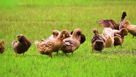 Feathered-bliss:-rouen-clair-ducks-preening-in-synchrony-amidst-Bangladesh's-grass-fields