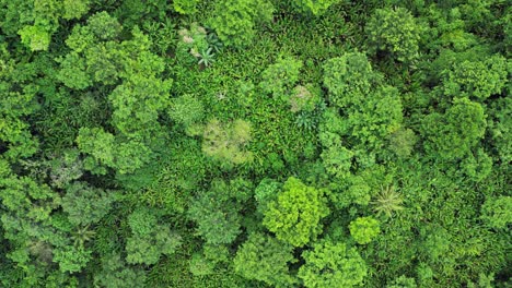 Filmischer-Drohnenüberflug-über-Den-üppigen-Tropischen-Dschungel-In-Catanduanes,-Philippinen