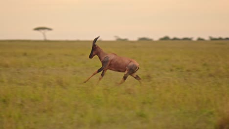 Cámara-Lenta-De-Topi-Huyendo,-Saltando-Y-Saltando,-Animal-Salvaje-De-Safari-Africano-En-El-Paisaje-De-Sabana,-Animales-Excitables-Emocionados-Positivos-Felices,-Esperanza-De-Conservación-En-Maasai-Mara