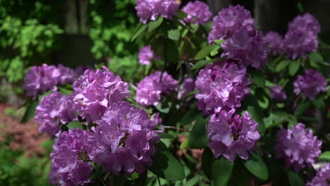 purple-Flowers-stock-video-footage