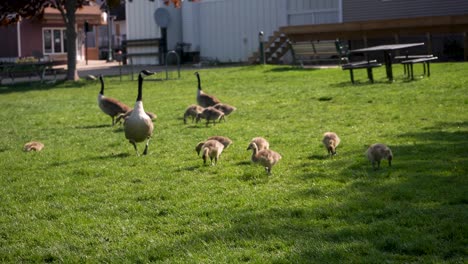 Geese-and-goslings-walking-on-the-grass