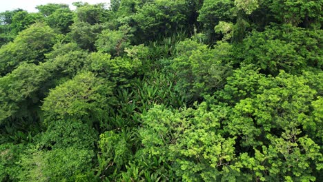 Vista-Aérea-De-La-Selva-Tropical-De-La-Ladera-Con-Exuberantes-Acacias-Y-árboles-De-Abacá-En-La-Isla-De-Catanduanes,-Filipinas