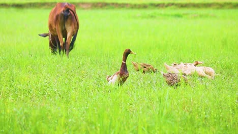 Grass-field-wanderlust:-ducks-and-a-majestic-cow-roaming-the-fields