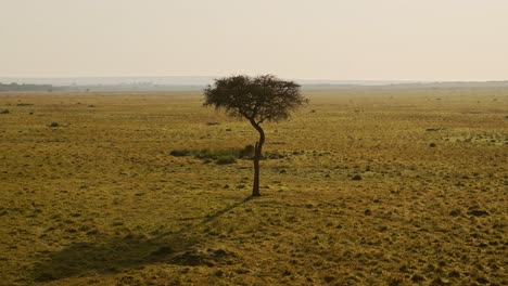 Aerial-drone-shot-of-Masai-Mara-Africa-Savanna,-Acacia-Tree,-Plains-and-Grassland,-Dramatic-Beautiful-Golden-Light-Kenya-From-Above,-Low-Shot-Flying-Through-Maasai-Mara-National-Reserve