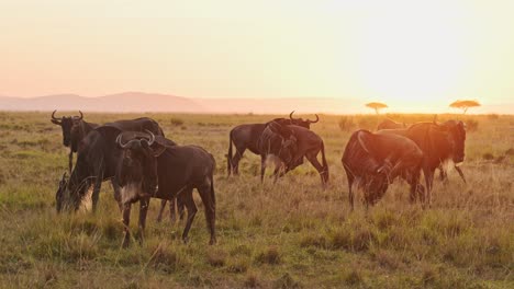 Zeitlupe-Einer-Gnuherde-Auf-Der-Großen-Wanderung-In-Afrika-Zwischen-Der-Masai-Mara-In-Kenia-Und-Der-Serengeti-In-Tansania,-Afrikanische-Wildtiere-Im-Orangefarbenen-Sonnenuntergang-Und-Goldenen-Stundenlicht-In-Der-Masai-Mara
