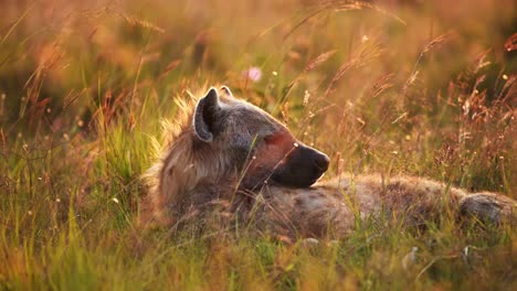 Hiena-Masai-Mara-En-Llanuras-De-Sabana-Luz-Solar-Dorada,-Animales-Africanos-De-Safari-De-Vida-Silvestre-Acostados-En-Pastos-Largos-De-Sabana-En-Un-Hermoso-Paisaje-Por-La-Mañana,-Kenia-En-La-Reserva-Nacional-De-Masai-Mara