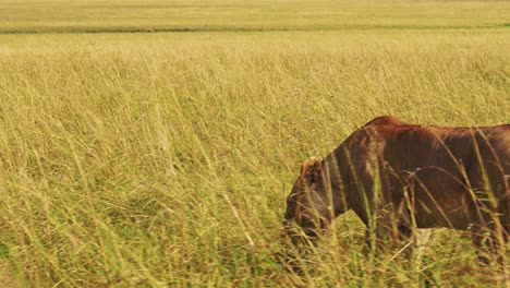 Lion-Walking,-Lioness-Prowling-and-Hunting-in-Long-Tall-Grass,-Africa-Animals-Close-Up-on-Wildlife-Safari-in-Savanna-Grassland-in-Masai-Mara-in-Kenya-at-Maasai-Mara