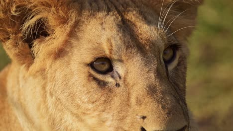 Slow-Motion-of-Lion,-Lioness-Female-African-Wildlife-Safari-Animal-in-Africa,-Maasai-Mara-National-Reserve-in-Kenya,-Portrait-Close-Up-Detail-of-Face-and-Eyes-Looking-Alert-in-Beautiful-Masai-Mara